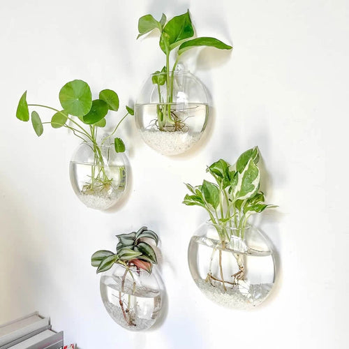 Floating Glass Propagation Bulbs